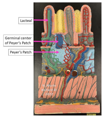 knowt flashcard image