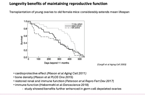 <ul><li><p>oung ovary transplantation → <strong>↑ lifespan</strong></p></li><li><p>Benefits include:</p><ul><li><p>↑ cardioprotection</p></li><li><p>↑ bone density</p></li><li><p>↑ renal &amp; immune function</p></li></ul></li></ul><p></p><ul><li><p>Young ovaries → higher life expectancy</p></li></ul><p></p>