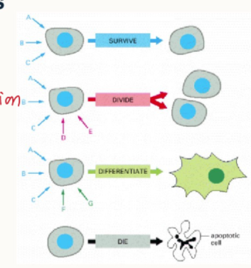 <ol><li><p>survive</p></li><li><p>cell growth/division/proliferation</p></li><li><p>differentiate</p></li><li><p>die/apoptosis</p></li></ol><p></p>