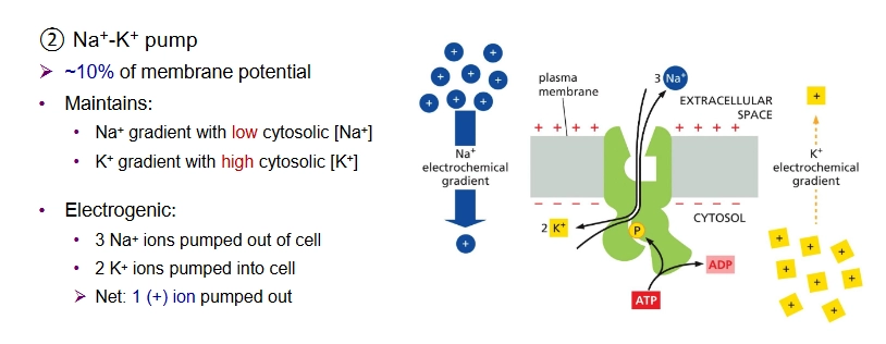 <p>~10% of membrane potential</p><ul><li><p>maintains Na+ gradient w low cytosolic [Na+] and K+ gradient with high cytosolic [K+]</p></li></ul><p></p><p>Electrogenic:</p><ul><li><p>3 Na+ ions pumped out</p></li><li><p>2 K+ ions pumped in</p></li><li><p>Net 1 (+) ion pumped out</p></li></ul><p></p>