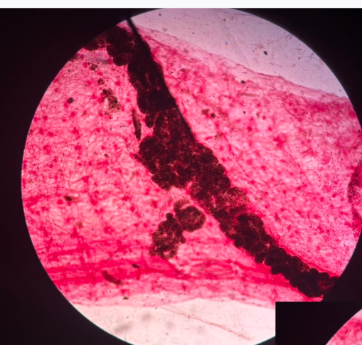 <p>What is this? Subphylum, Phylum?</p>