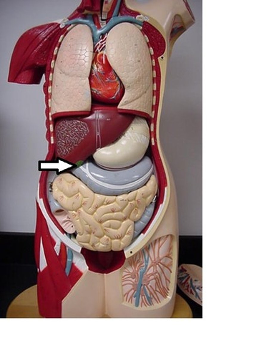 <p>A sac on the undersurface of the liver that collects bile from the liver and discharges it into the duodenum through the common bile duct.</p>