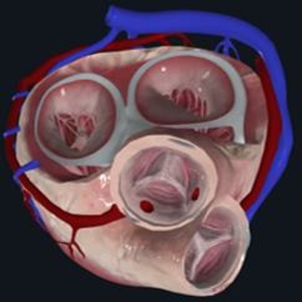 <p>The myocardium is the middle and thickest layer of the heart wall, primarily composed of cardiac muscle tissue, and functions in pumping blood throughout the body.</p>