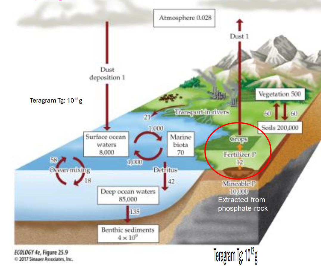 <p>The <strong>anthropogenic flux</strong> of the phosphorus cycle refers to <mark>the rate at which human activities mobilize phosphorus from stable geological reserves and accelerate its movement through the environment</mark></p><p></p><p>ex: phosphate rock mining</p><p>consequences:</p><ul><li><p>triggers explosive algal blooms, creating aquatic dead zones</p></li></ul><p></p>