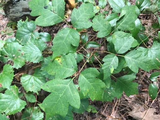 <p>Toxicodendron radicans</p>