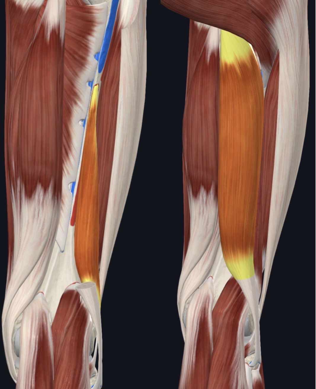 <p>Posterior Thigh </p>