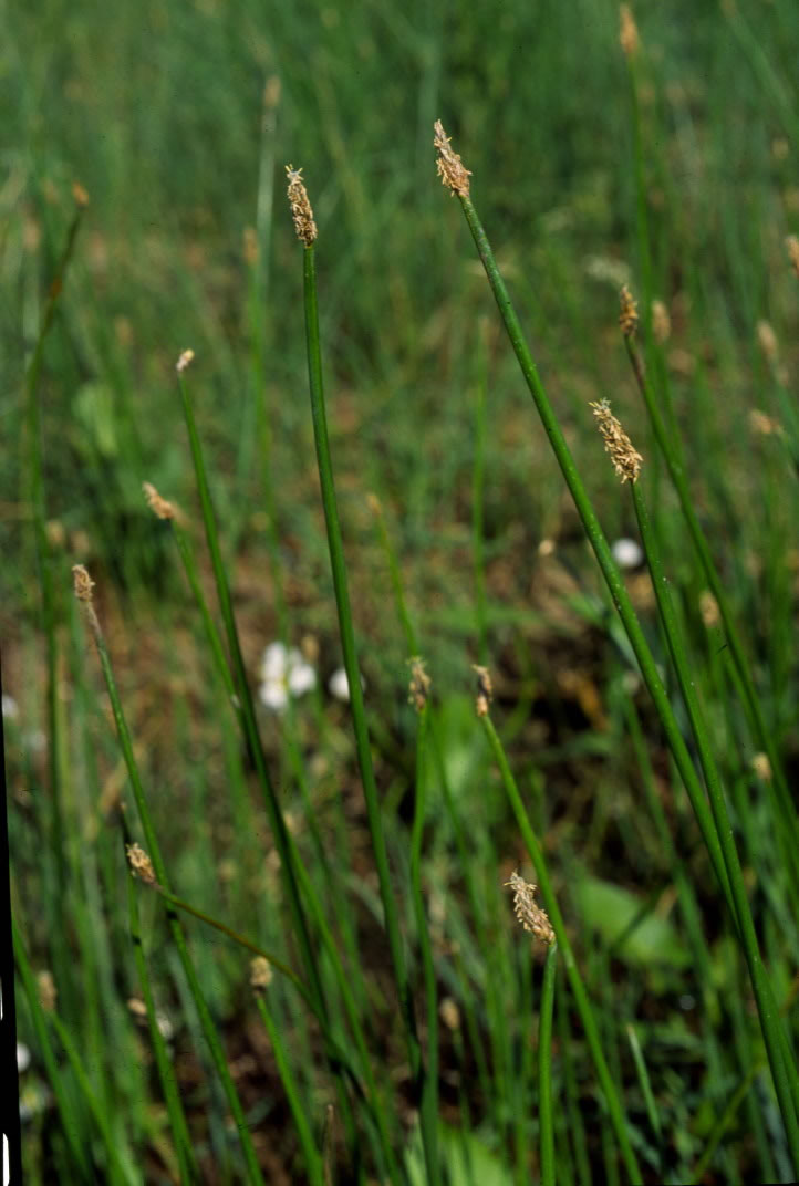 <p>Eleocharis spp.</p>