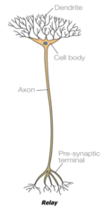 <p>Short dendrites and short axons </p>