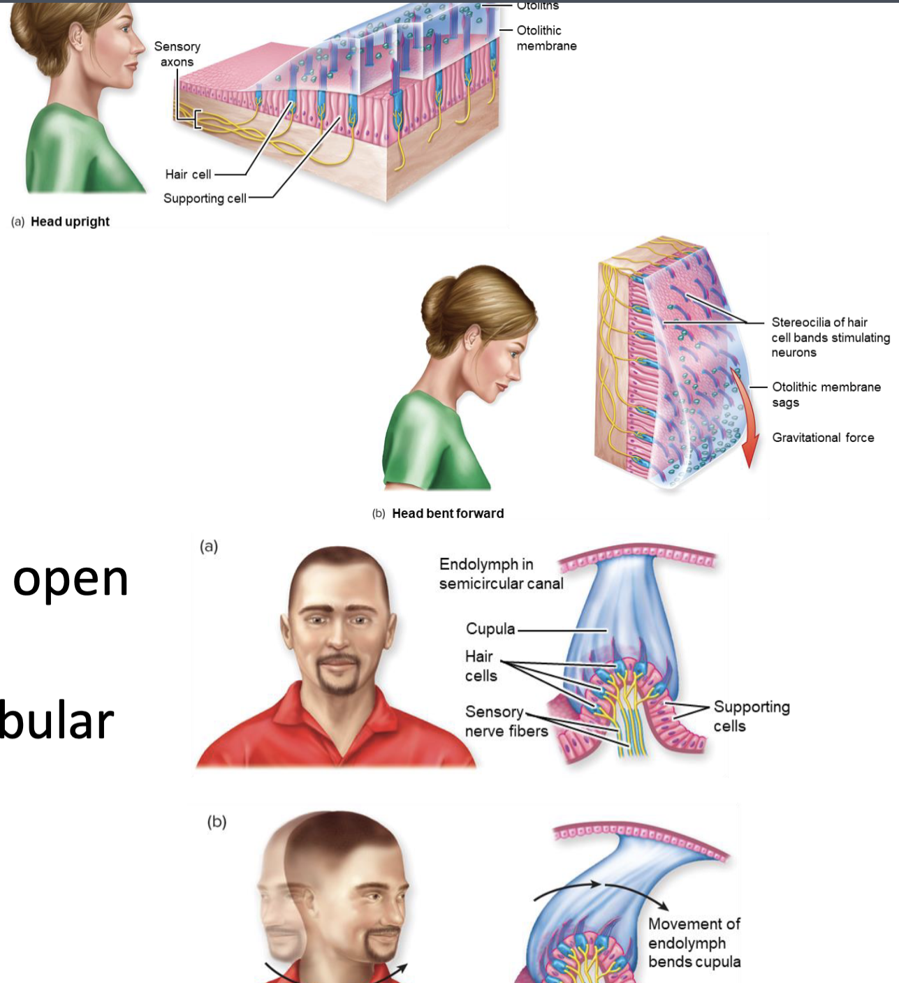 <ul><li><p>Part of hair cells, located in the vestibule and semicircular</p></li><li><p>Bend due to changes in head/body acceleration</p></li></ul><p>- Opens mechanical gated ion channels, depolarizing cells and sending action potentials</p>
