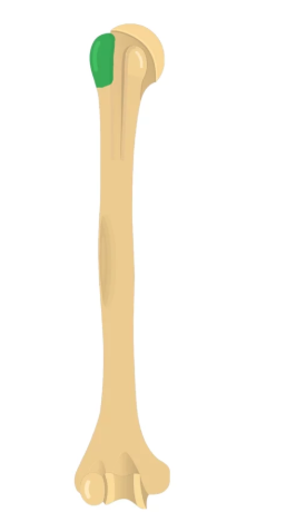 <p>Small, rounded projection</p>