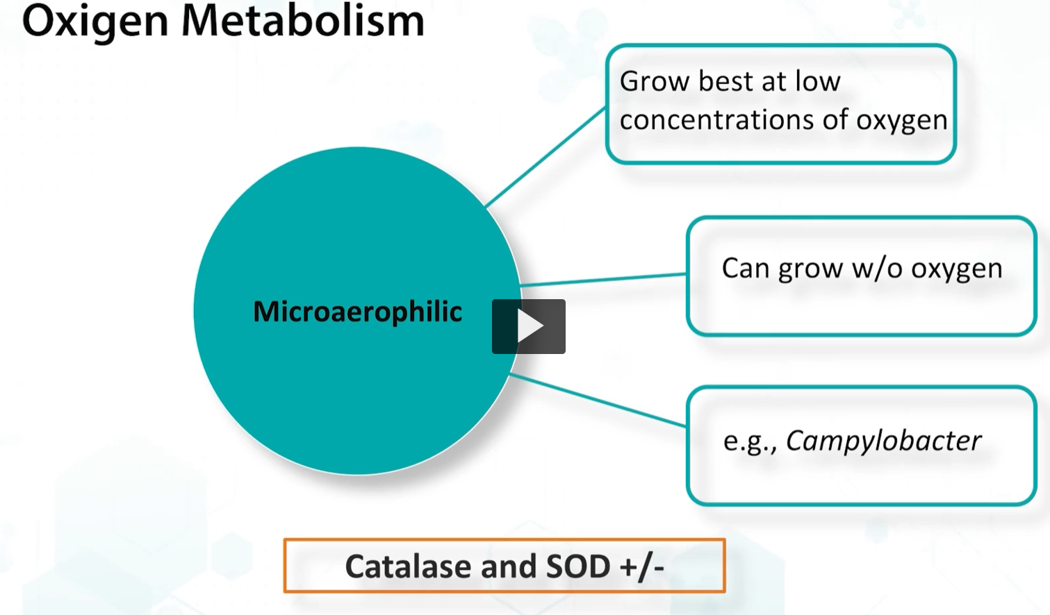 <p>compared to eukaryotic metabolism, prokaryotic metabolism is much more ACTIVE and relies on rapid exchange of nutrients and metabolites. </p><p>There needs to be quick relation of these processes. These bacteria are (unicellular?) organisms that need to be adaptable, flexible, and continuously in order to survive in a changing environment. </p><p>Therefore, bacteria are must be versatile, and bacteria is always sensing their environment and adapting their metabolism accordingly. </p><p>The bacterial cell is considered a specialized energy transformer that uses the nutrients found around it. </p>