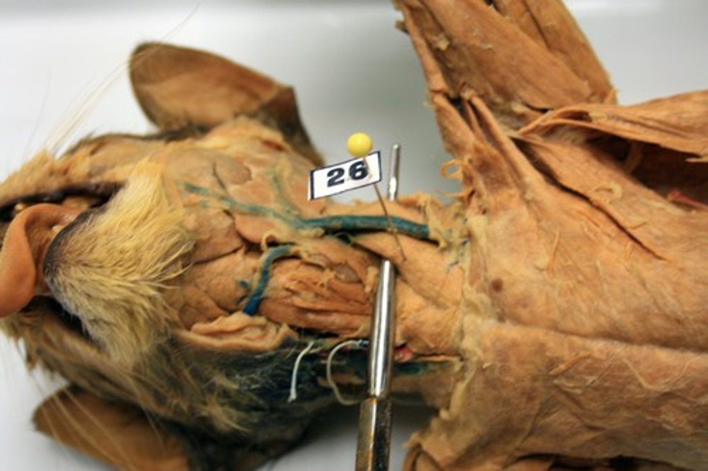 <p>origin: manubrium, clavicle</p><p>insertion: mastoid process</p><p>action: singly, rotates head to opposite shoulder; together, flexes head</p>