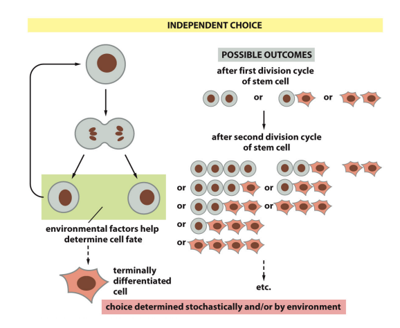 <p>daughter cells are initially equivalent but develop different fates later due to signals from their environment or stochastically. The daughter cells interact with their surroundings or with each other to receive signals that induce different outcomes</p>