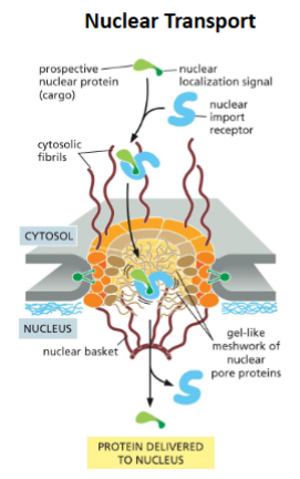<ul><li><p>between the cytosol and the nucleus</p></li><li><p>The transport of molecules between the nucleus and the cytosol through nuclear pores.</p></li><li><p>All nuclear proteins (example - histones) are synthesized in the cytosol and transported into the nucleus through nuclear pores.</p></li><li><p>The molecules produced in the nucleus (example - mRNA) are exported to the cytosol also through nuclear pores.</p></li><li><p>The transport of molecules between the nucleus and the cytosol is bi-directional.</p></li></ul><p></p>