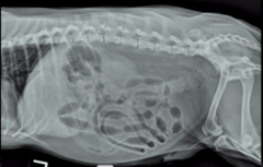<p>This image is not a great image. Why?</p>