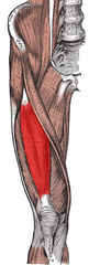 <p>a muscle group consisting of four muscles; most important is rectus femoris crosses at hip and knee joint. extend leg at knee. Rectus femoris also flexes thigh at hip.</p>