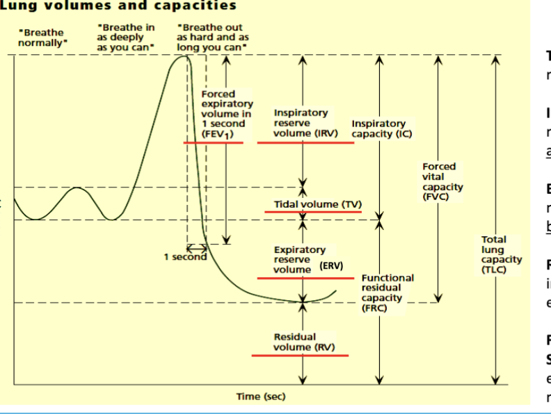 <p>normal breathing</p>