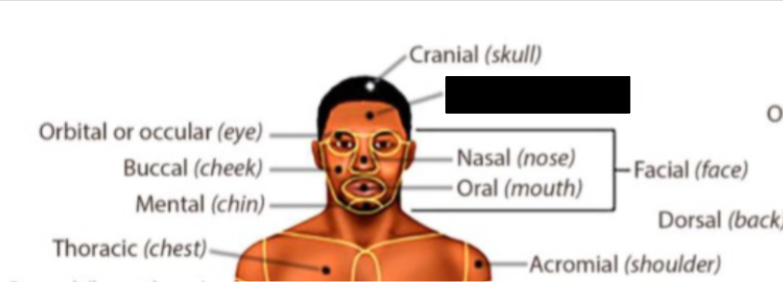 <p>what anatomical region is this?</p>