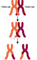<p>Increase genetic variation. Happen only in MEIOSIS</p>