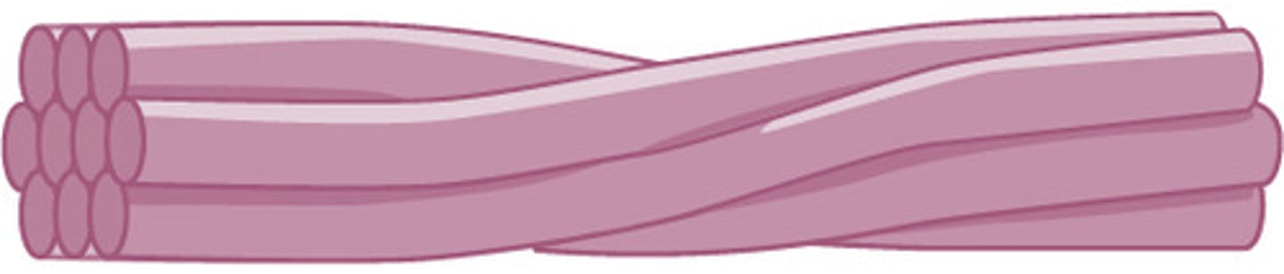 <p>intermediate filament</p>