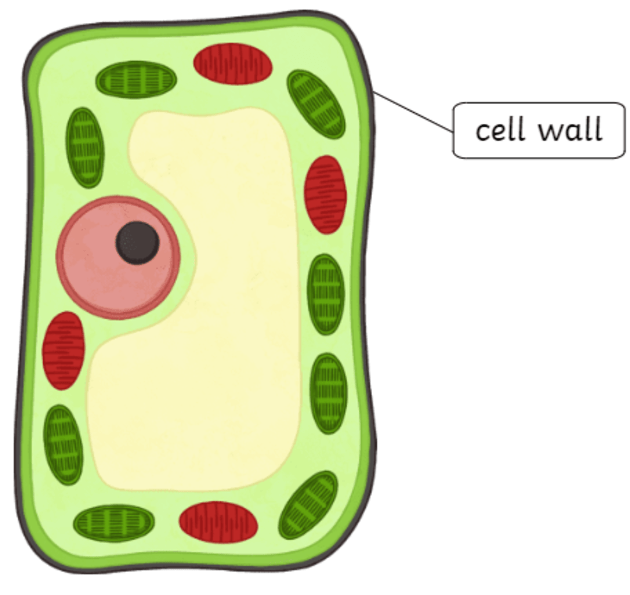 <p><strong>permeable</strong> structure that <strong>protects</strong> and <strong>supports</strong> cell shape and structure</p><p>allows cell to become <strong>turgid</strong></p><p>found in <strong>bacteria</strong> + <strong>plant</strong> <strong>cells</strong></p>