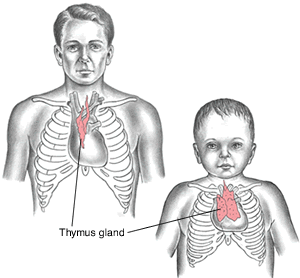 <p>thymus gland</p>