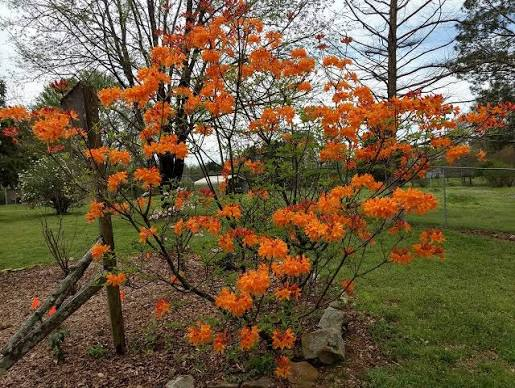 <p>general jackson native azalea, 6-10ft tall, 5-8 wide, bright orange to red trumpet blooms, part shade</p>