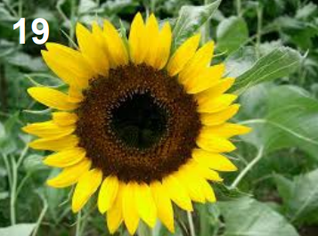 <p>Helianthus</p>