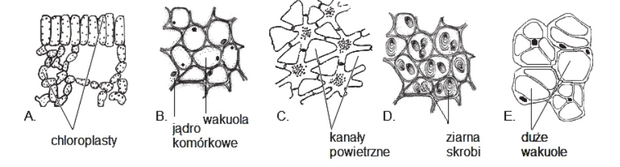 <p>wykaz ze obecność subtsancji sluzopwych i pektyn w komórkach miękiszu oznaczonego literą E umożliwia tej tkance pełnienie specyficznej dla siebie funkcji</p>