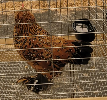 <p>What type of hen is this?</p>