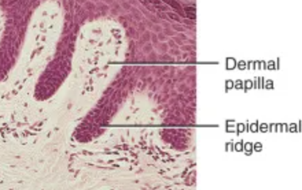 <p>Dermal Papillae</p>