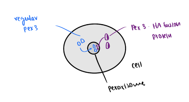 <p>= small round organelles that import protein from cytosol </p><ul><li><p>use tagged fusion proteins to study</p></li></ul><p></p>