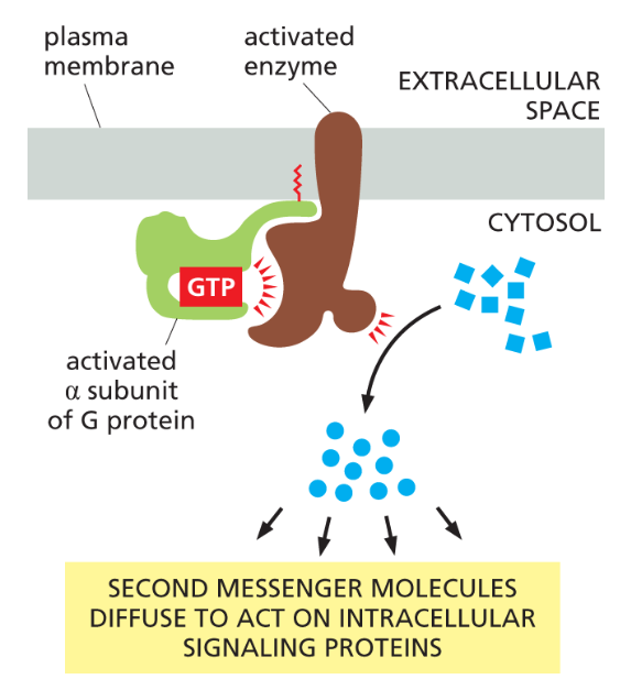 <p>Small intracellular signaling molecules produced after GPCR activation that relay and amplify signals inside the cell.</p><ul><li><p>ex: cAMP, IP₃, DAG, and Ca²⁺.</p></li></ul><p></p>