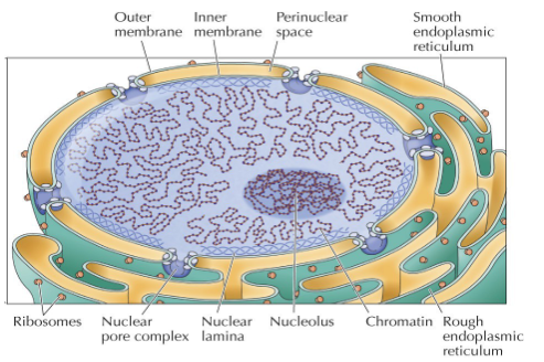 <p>The inner and outer membranes that are joined at nuclear pore complexes</p><p>The outer membrane of the nuclear envelope is contiguous with the endoplasmic reticulum</p>