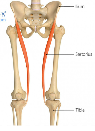 <p>hip flexion</p><p>knee flexion</p><p>hip external rotation</p><p>lower leg internal rotation</p><p>(not a quad muscle)</p>