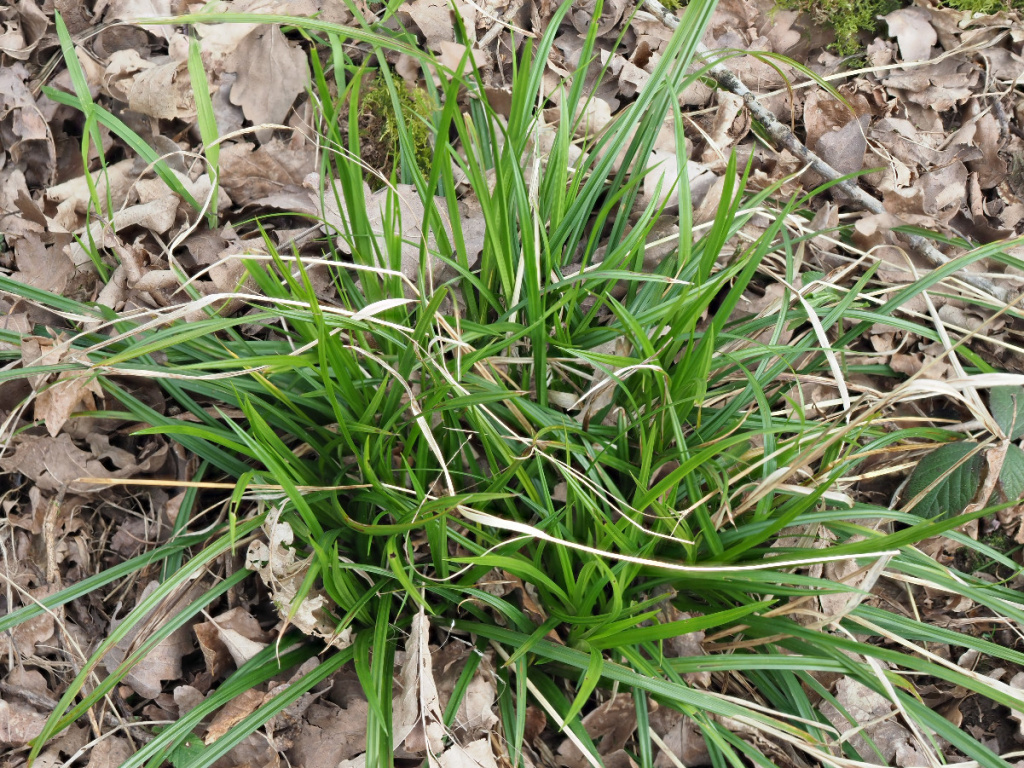 <p>shiny green leaves, erect then droopy</p>