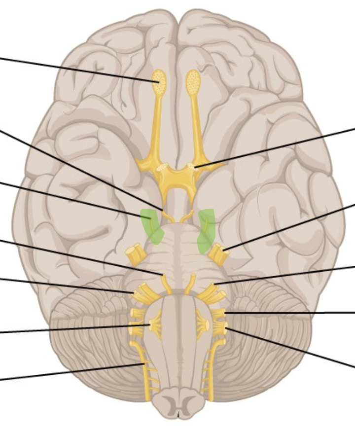 <p>CN 4</p><p>lateral on top of pons</p>