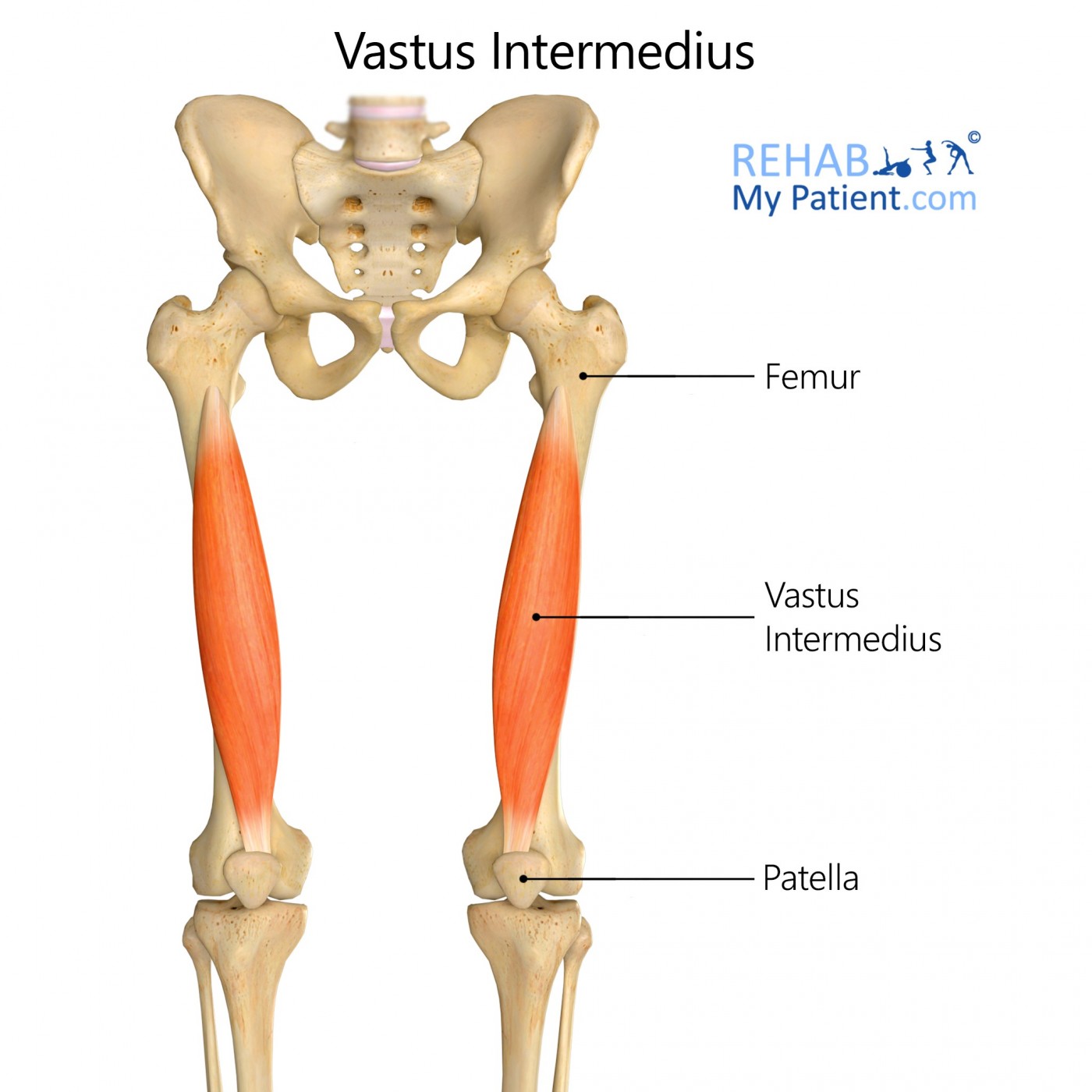 <p><span>Extends the leg at the knee</span></p>