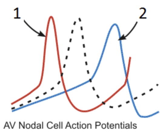<p>The broken line shows the normal AV nodal potential. Additional stimulation of acetylcholine muscarinic receptors shifts the curve. The new curve is … (enter 1 or 2)</p>