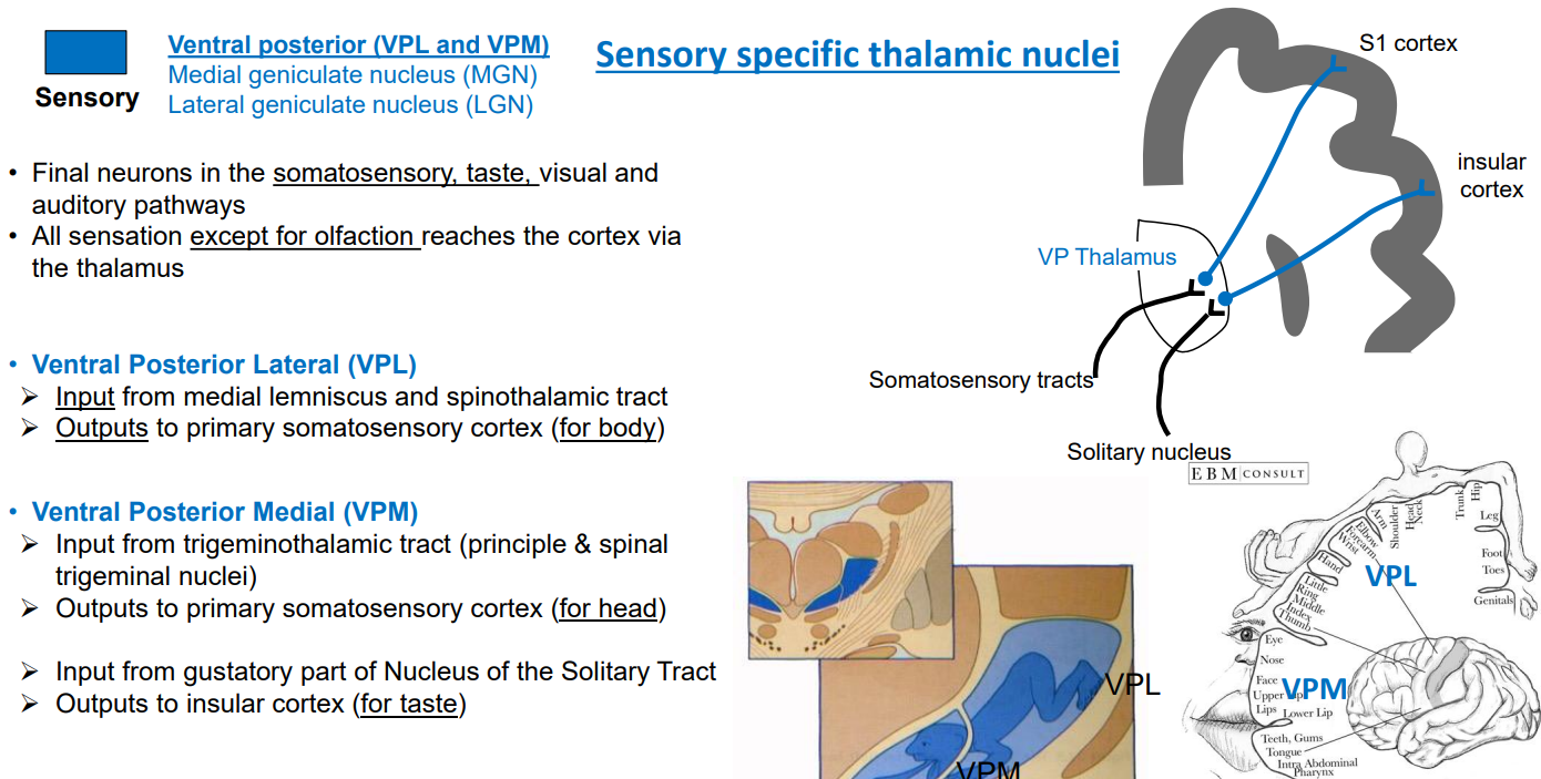<ul><li><p><strong>VPM → M = Mouth (face + taste)</strong></p></li><li><p><strong>VPL → L = Limbs (rest of the body)</strong></p></li></ul><p></p>