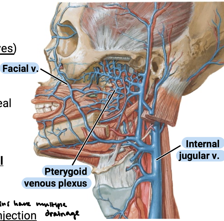 <p>The pterygoid venous plexus. The plexus and facial veins have multiple draining pathways including:</p><ul><li><p>Down to the internal jugular veins</p></li><li><p>Back to the retromandibular veins</p></li><li><p>Up to the ophthalmic veins</p></li><li><p>Up to the cavernous sinus (meningeal blood space)</p></li></ul><p></p>