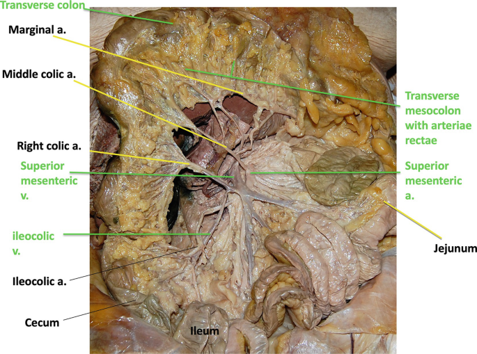<p>passes upward to the transverse colon</p><ul><li><p>structure</p></li></ul><p></p>