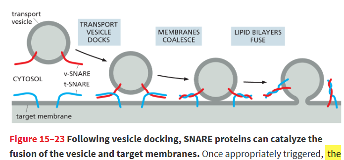 <p>membrane fusion is unfavorable cuz water must be displaced and lipid bilayers must come extremely close (~1.5 nm) before merging.</p><ul><li><p>However, the v-SNARE and t-SNARE wrap around each other rlly tightly which draws the lipid bilayers super close together and the winding together squeezes out any water trapped btwn the 2 membranes</p><ul><li><p>allows fusion and contents r delivered</p></li></ul></li></ul><p></p>
