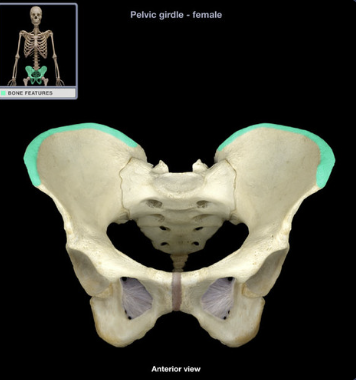 <p>prominent ridge</p>