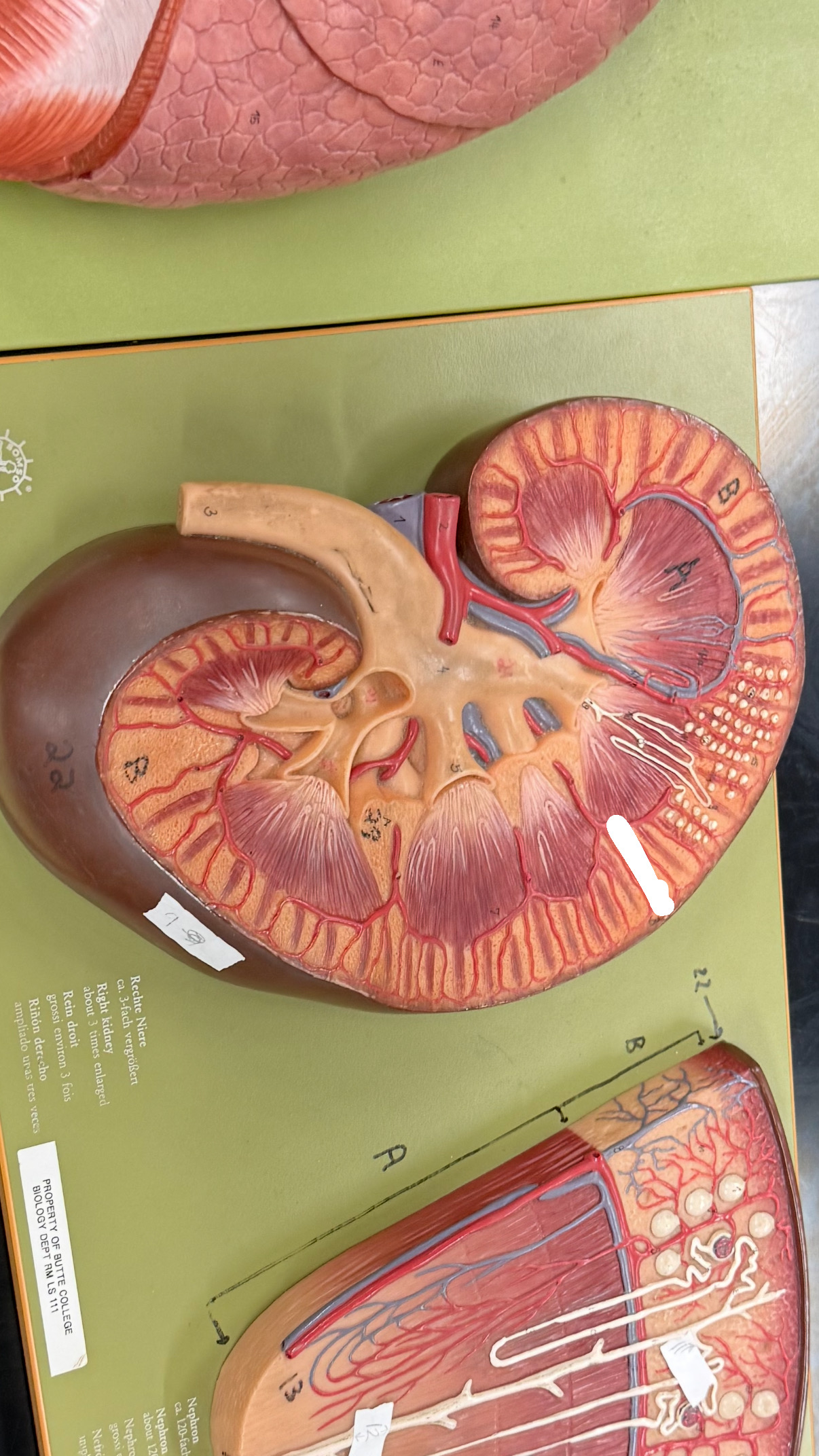 <p>space from the outside to the renal pyramids</p>