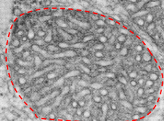 <p>Identify this photo</p>
