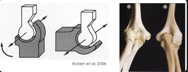 <ul><li><p><span>Cylinder nests in trough</span></p></li><li><p><span>Uniaxial</span></p></li><li><p><span>Elbow</span></p></li></ul><p></p>