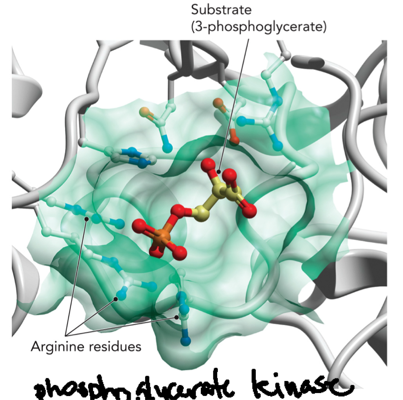 <p>3-phosphoglycerate (substrate) + ATP bind to phosphoglycerate kinase (enzyme): Enzyme binds the substrate in the active site. Arginine residues (positively charged): interact with negatively charged phosphate groups and help stabilize binding (weak interaction). The electrostatic interactions help orient the substrate. All these interactions increase specificity, increase binding strength, and increase catalytic efficiency.</p>
