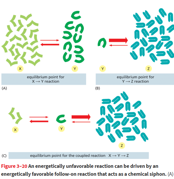 <p>The unfavorable reaction, X ⟶ Y, will not occur spontaneously. However, it can be driven by the favorable reaction Y ⟶ Z, provided that the second reaction follows the first. That’s because the overall free-energy change for the two reactions <strong>is equal to the sum of the free-energy changes for each individual reaction. </strong></p><ul><li><p>rxn coupling</p></li></ul><p></p>