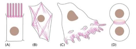 <ol><li><p>Microvilli<br>= vingerachtige uitsteeksel aan oppervlak van bijvoorbeeld darmepitheelcellen → actine vormt hier stijve, parallelle bundels die deze uitsteeksels omhooghouden om celoppervlak te vergroten</p></li><li><p>Contractile bundles<br>= bundels van actine in cytoplasma die samen met motorcellen kunnen samentrekken (werken als spieren) → vormverandering</p></li><li><p>Sheet-like and fingerlike protrusions<br>= wanneer een cel gaat ‘lopen’ of kruipen</p><ul><li><p><em>Sheet-like</em> (lamellipodia) zijn platte, brede uitlopers.</p></li><li><p><em>Fingerlike</em> (filopodia) zijn dunne uitsteeksels waarmee de cel de omgeving aftast.</p></li></ul></li><li><p>Contractile ring<br>= tijdens celdeling → vormt actine samen met myosine een ring in midden van de cel, deze ring trekt steeds strakker tot cel in 2en spiltst</p></li></ol><p></p>